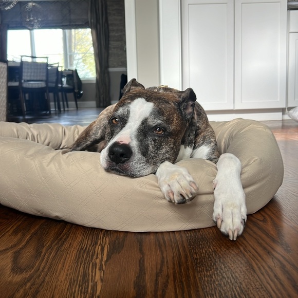 Dog bed - Picture 5 of 5